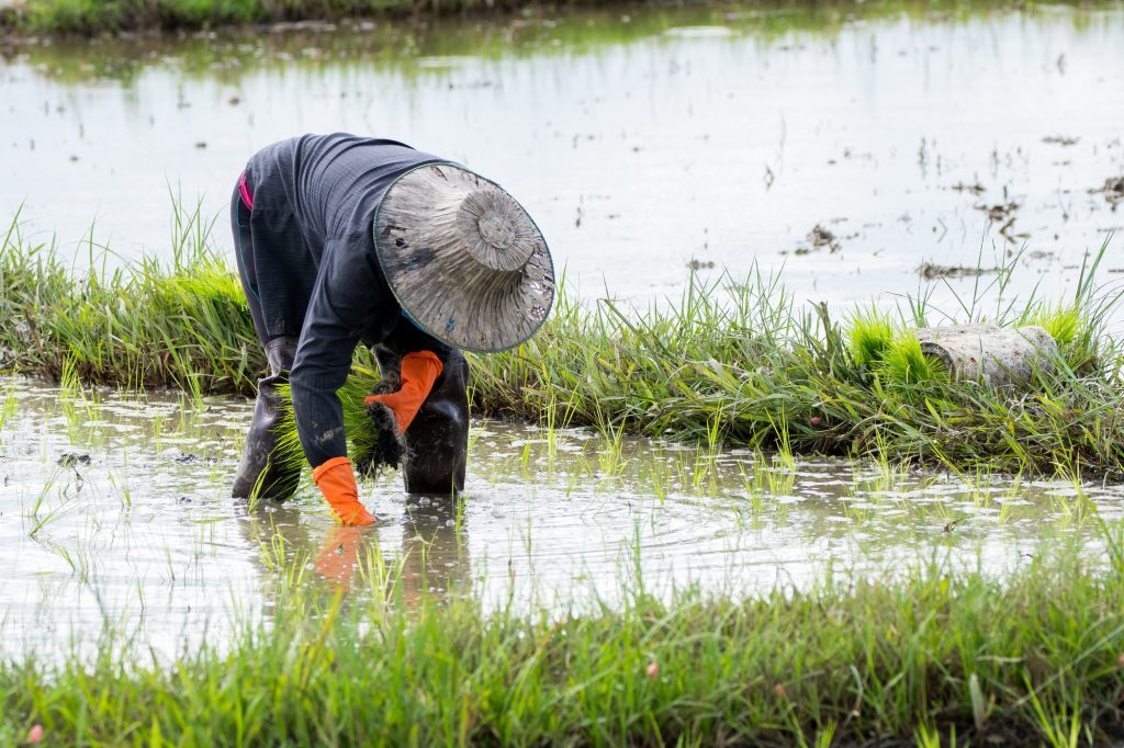 Asian farmer transplant rice seedlings in rice field,Farmer