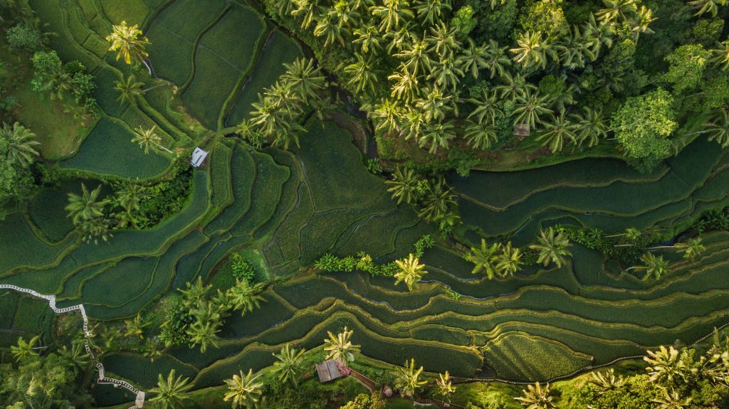 Tegallalang rice terraces in Bali, Indonesia. Aerial view from above